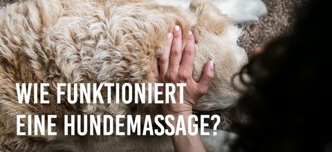 Wie funktioniert eine Hundemassage?