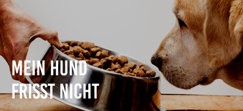 Mein Hund frisst nicht
