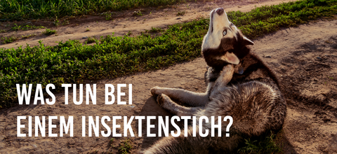 Was tun bei einem Insektenstich?