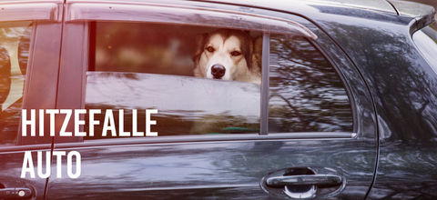 Hitzefalle Auto