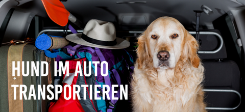 Hund im Auto transportieren