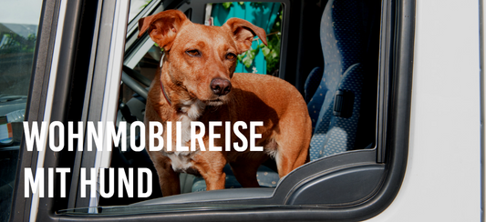 Wohnmobilreise mit Hund