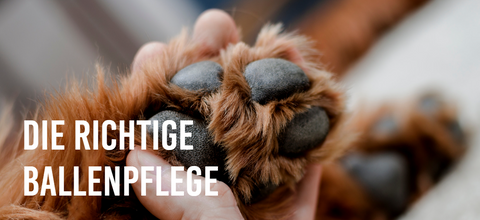 Die richtige Ballenpflege