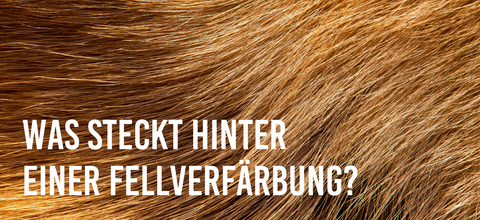 Was steckt hinter einer Fellverfärbung?