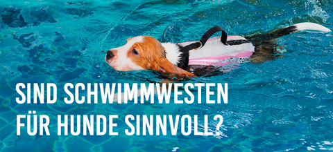 Sind Schwimmwesten für Hunde sinnvoll?