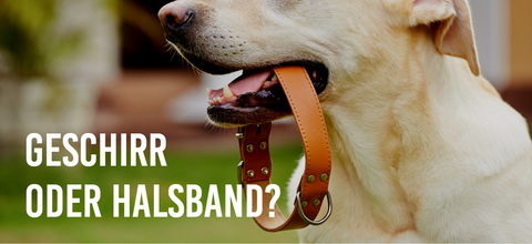 Geschirr oder Halsband?