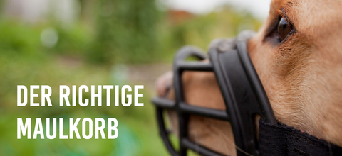 Der richtige Maulkorb