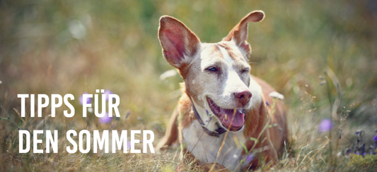 Tipps für den Sommer