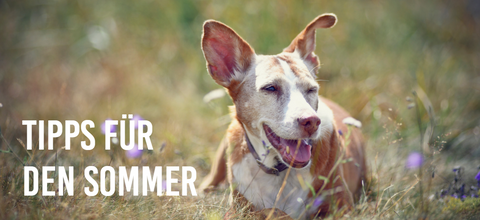 Tipps für den Sommer