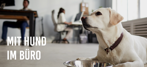 Hunde im Büro