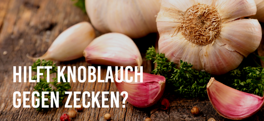 Hilft Knoblauch gegen Zecken?