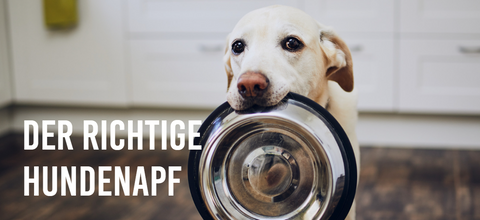 Hundenapf