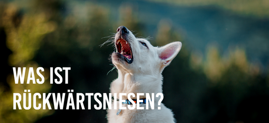 Rückwärtsniesen