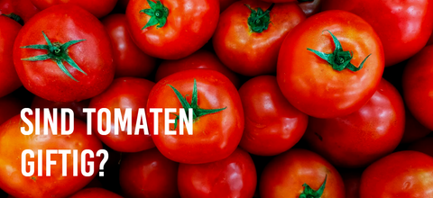 Sind Tomaten giftig?