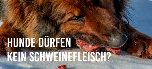 Hunde dürfen kein Schweinefleisch?
