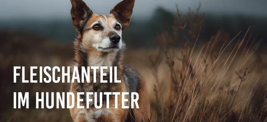 Hoher Fleischanteil im Hundefutter –  warum es um mehr geht als nur Prozentzahlen