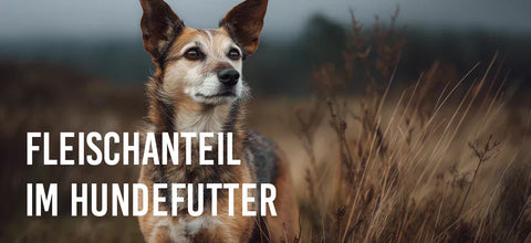Hoher Fleischanteil im Hundefutter –  warum es um mehr geht als nur Prozentzahlen