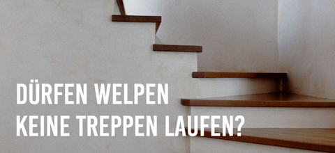 Duerfen Welpen keine Treppen laufen?
